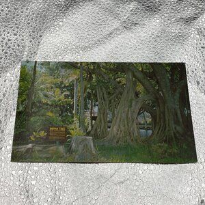 Vintage Postcard Of Banyan Tree McKee Jungle Gardens Vero Beach Florida Unposted